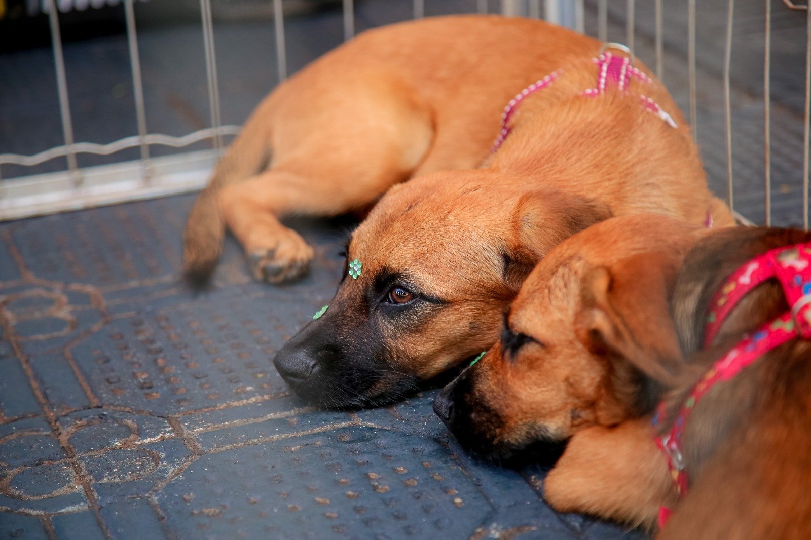 Adoção responsável em Maringá: Feirinha de pets neste domingo