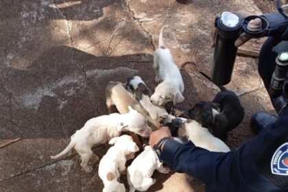 Oito filhotes de cachorro abandonados em caixa de papelão são resgatados pela Guarda Civil de Maringá