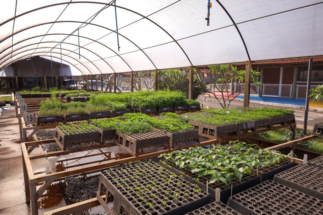 Prefeitura recebe 1,5 mil mudas de essências aromáticas para implantação de jardins sensoriais nos Cmeis