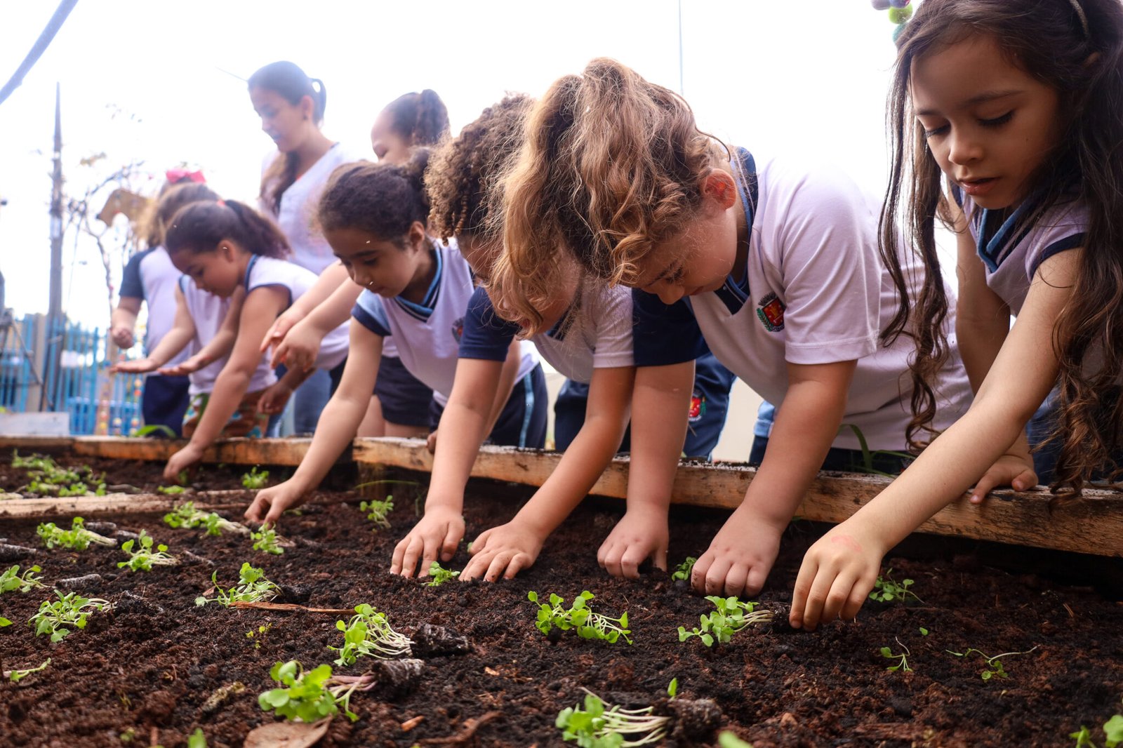 Alunos do Cmei Zilda Arns realizam segundo plantio de hortaliças na horta educacional