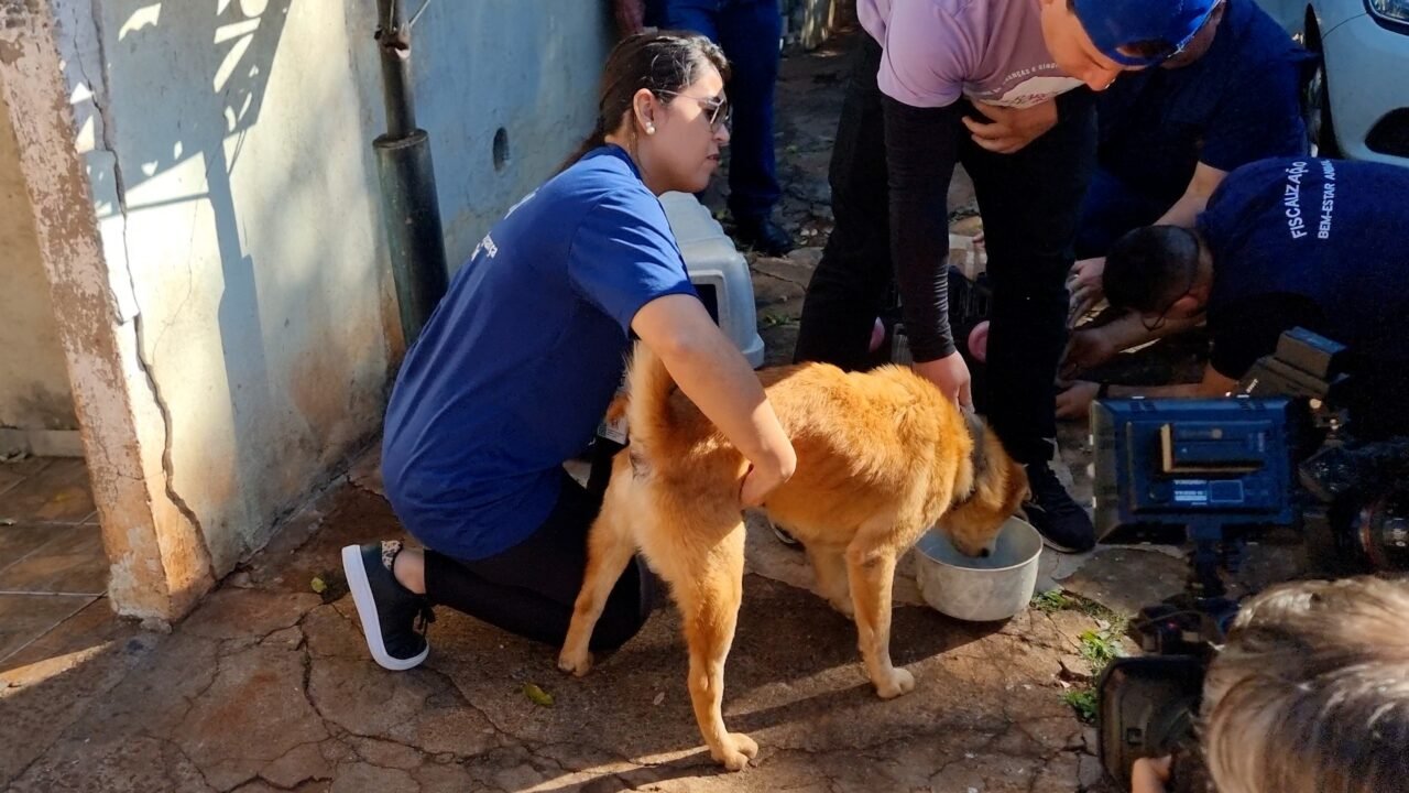 Bem-Estar Animal: Prefeitura de Maringá resgata dois cães abandonados em residência e multa tutor em R$ 8 mil