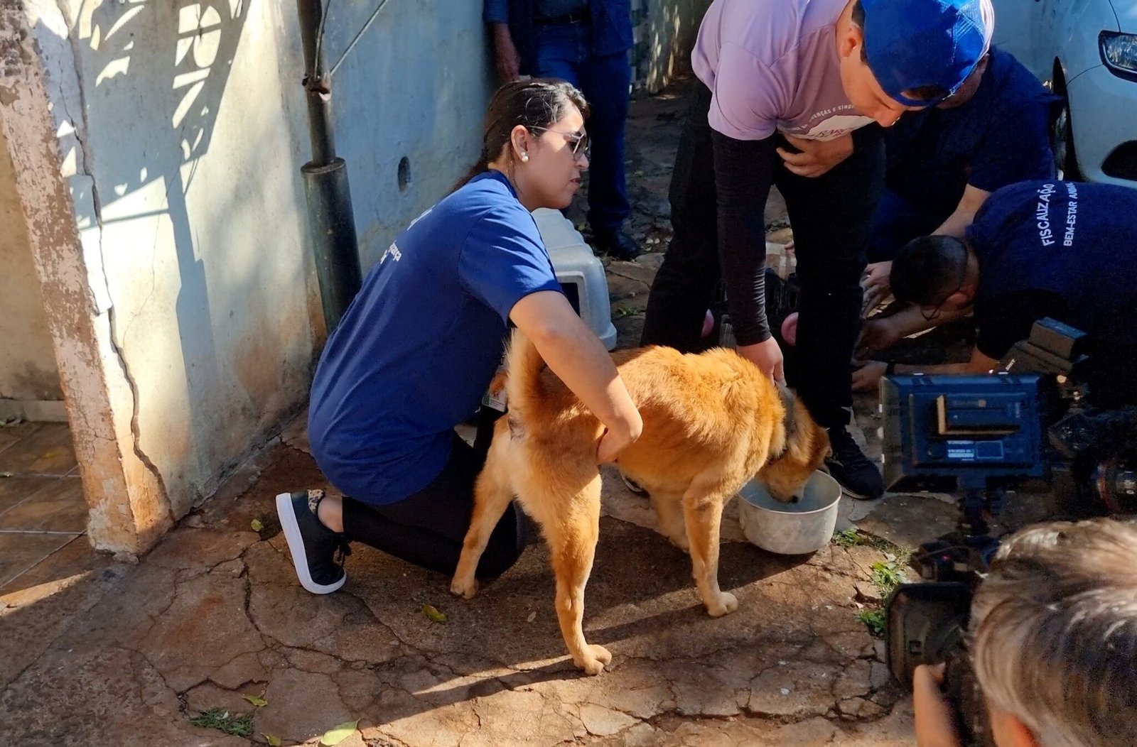 Bem-Estar Animal: Prefeitura de Maringá resgata dois cães abandonados em residência e multa tutor em R$ 8 mil