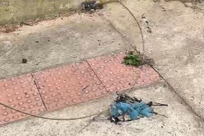 Cerol de pipas corta linhas de energia e põe vidas em risco no Paraná