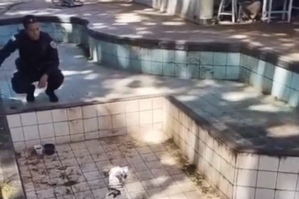Cachorro é resgatado em piscina vazia após ser encontrado preso, dono pode ser multado em até R$ 10 mil
