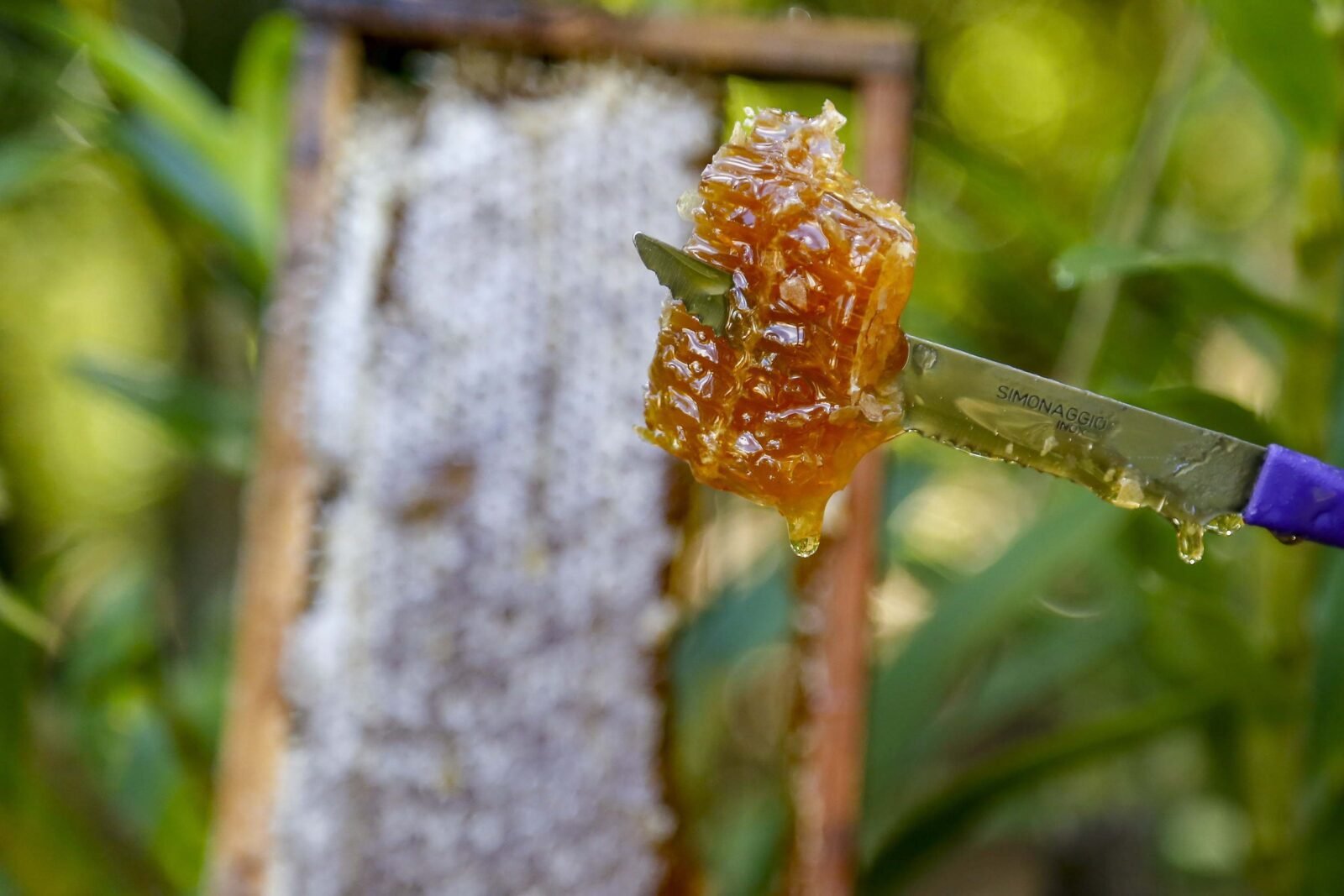 Exportações de mel disparam e Paraná assume vice-liderança no Brasil
