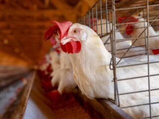 Paraná reforça vigilância contra gripe aviária após caso confirmado no Rio Grande do Sul