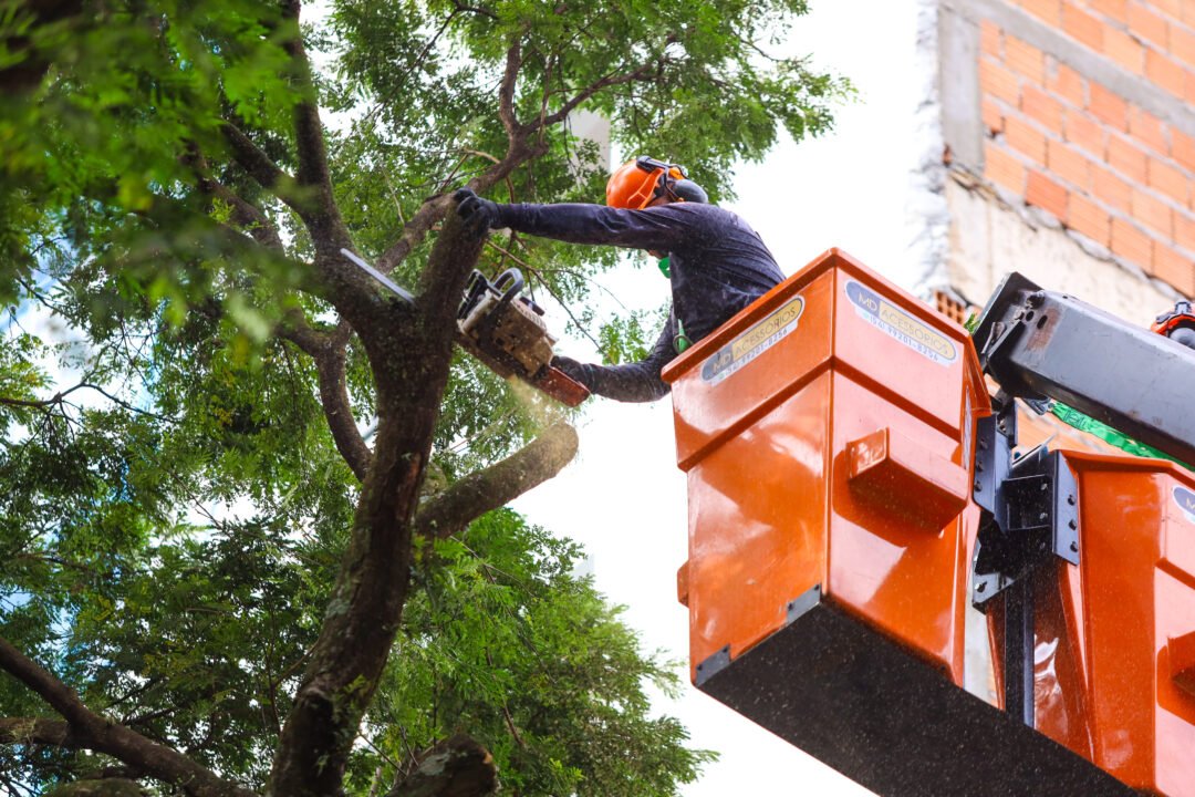 serviços de arborização