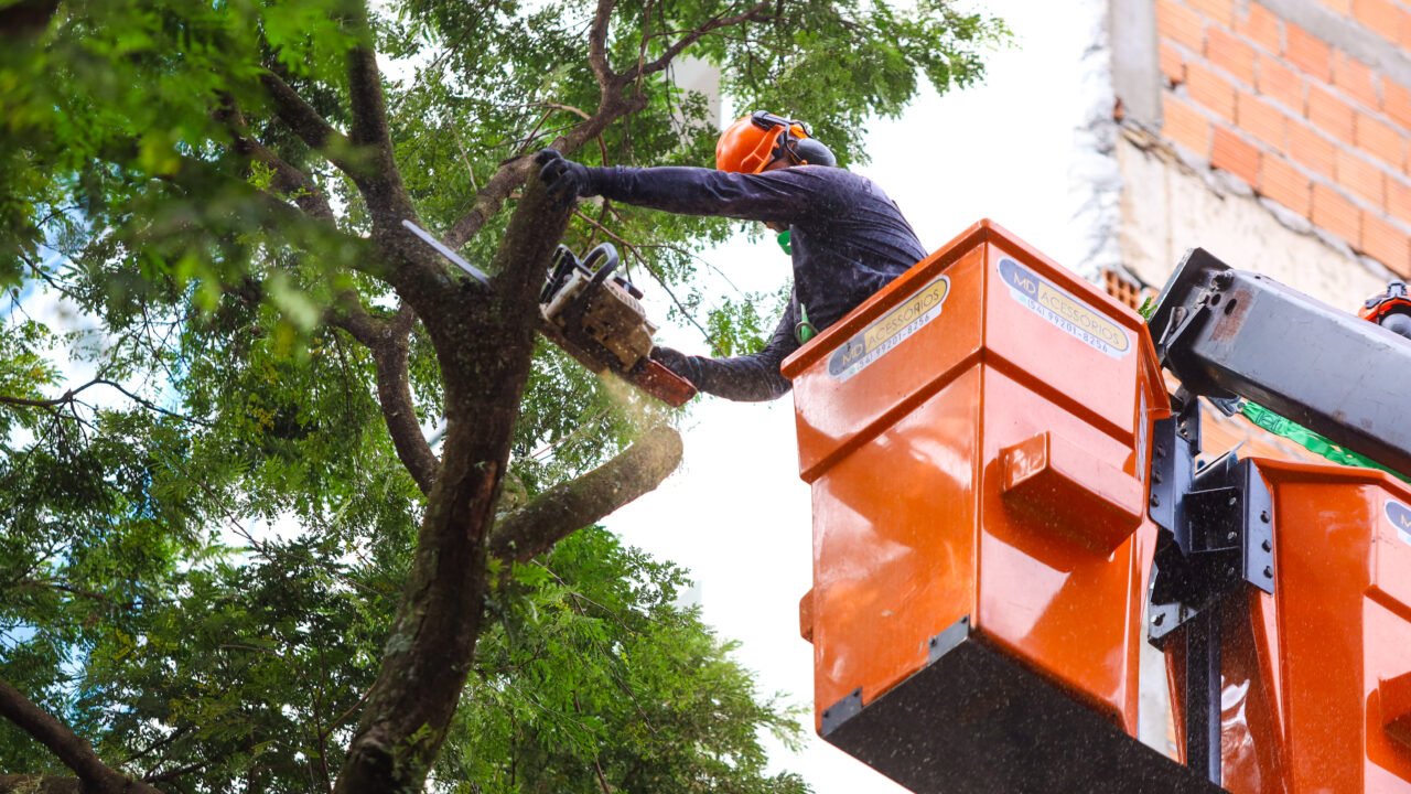 serviços de arborização