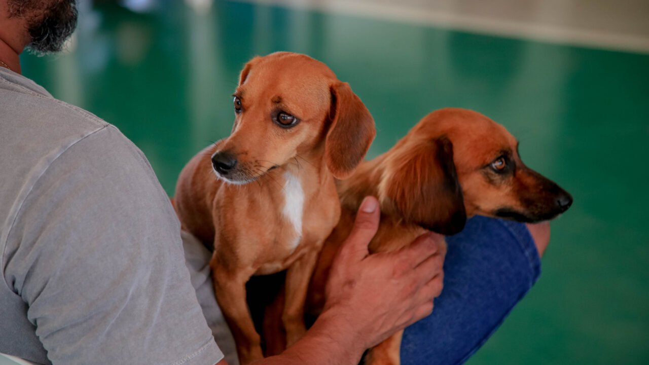 vacinação gratuita de cães e gatos