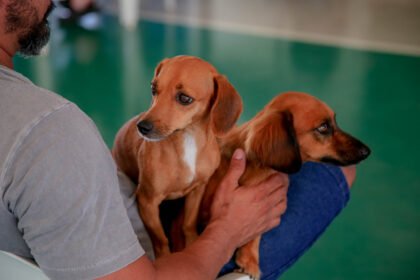 vacinação gratuita de cães e gatos