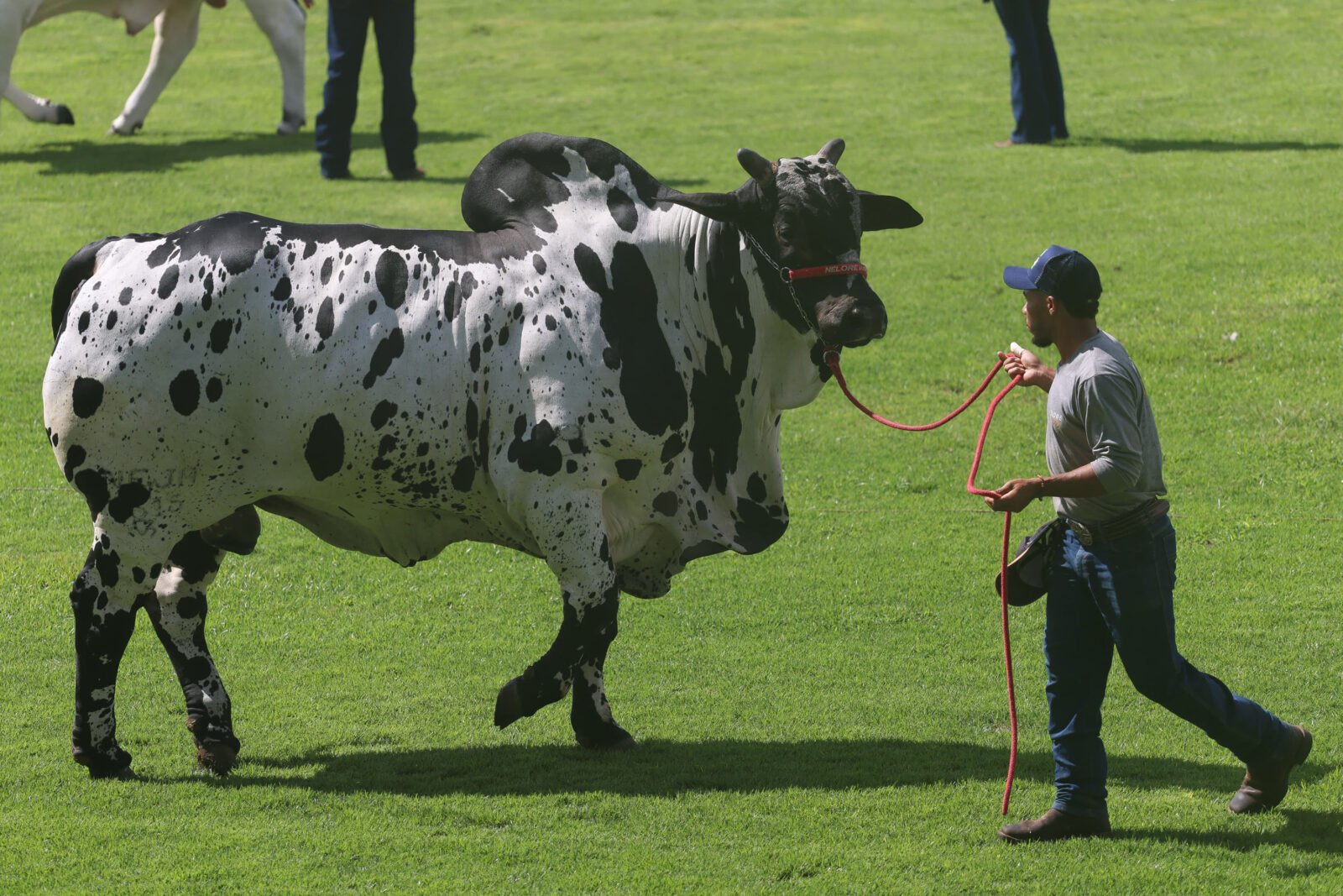 Paraná mostra força na pecuária durante a 90ª ExpoZebu em Minas Gerais
