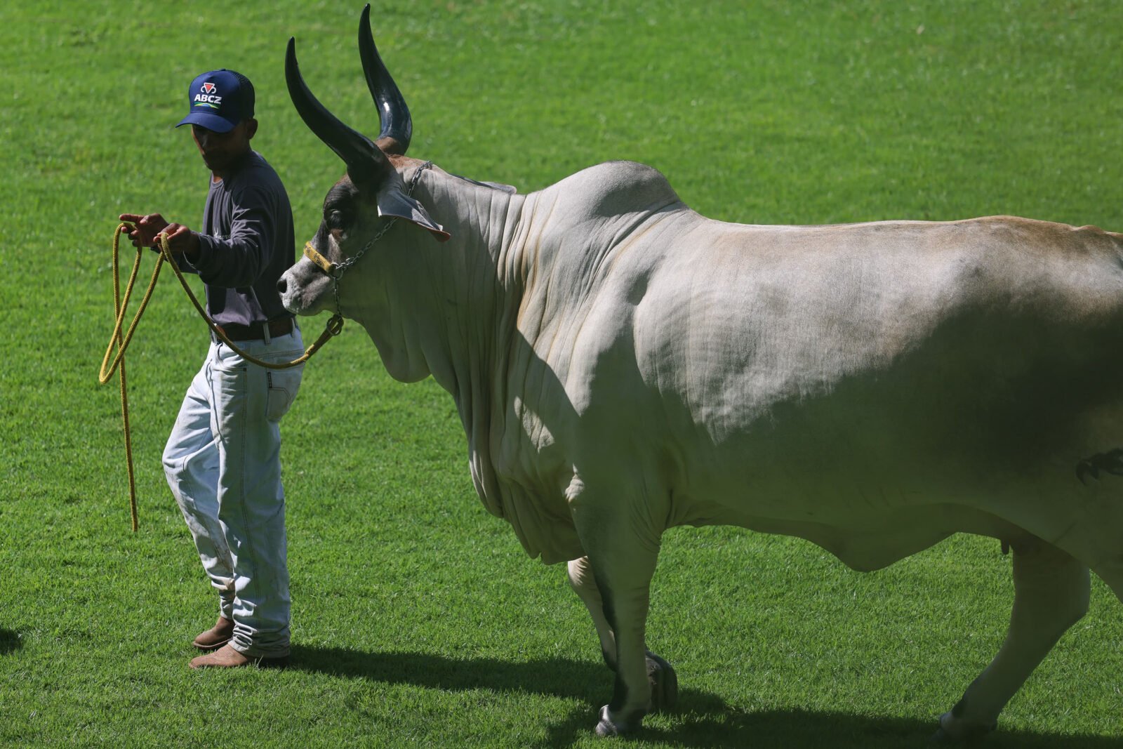 Paraná mostra força na pecuária durante a 90ª ExpoZebu em Minas Gerais