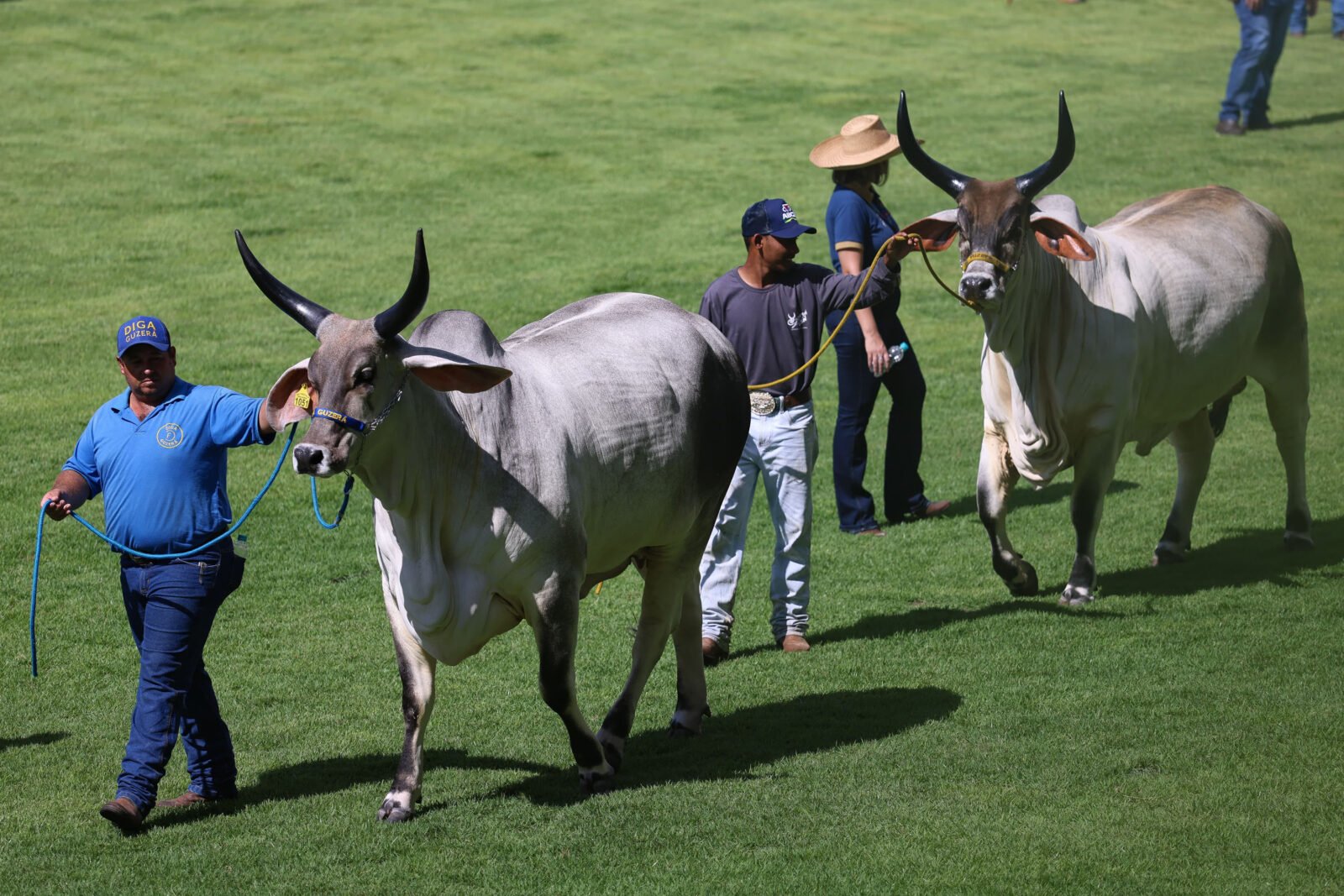 Paraná mostra força na pecuária durante a 90ª ExpoZebu em Minas Gerais