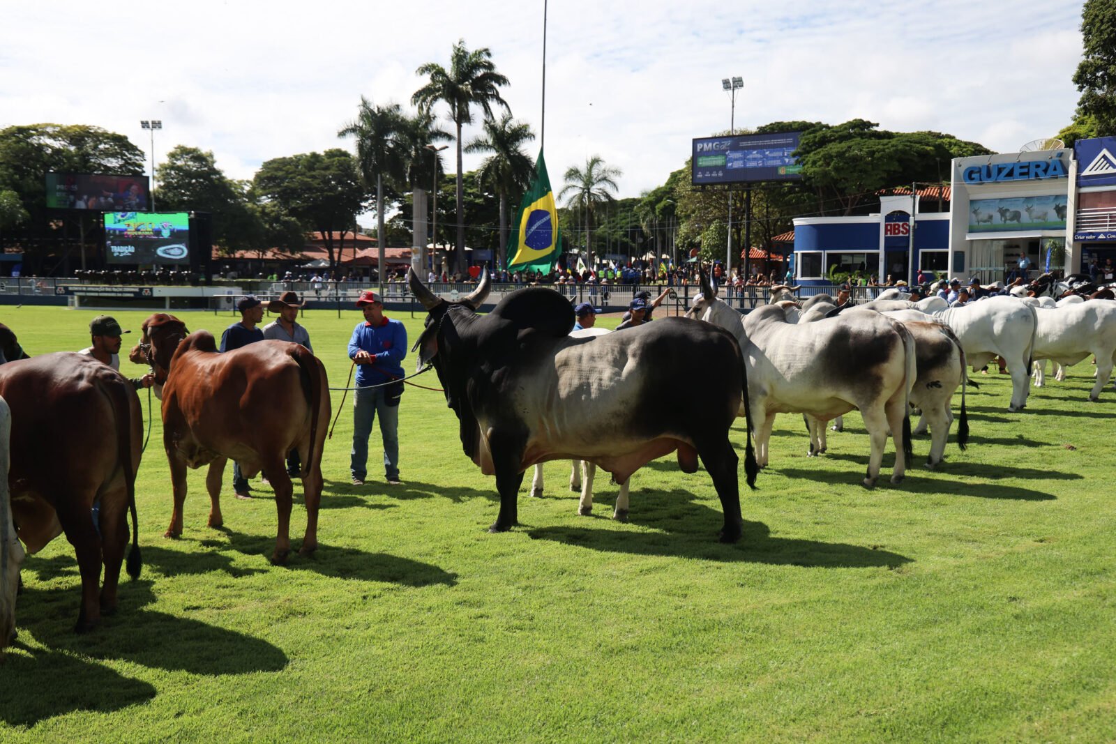 Paraná mostra força na pecuária durante a 90ª ExpoZebu em Minas Gerais
