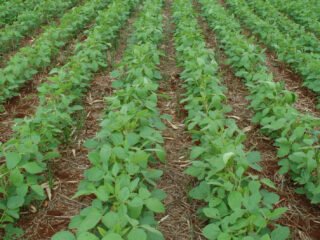 Sistema de Plantio Direto: Como o Paraná revolucionou a agricultura mundial