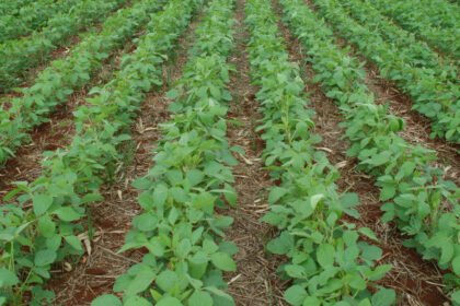 Sistema de Plantio Direto: Como o Paraná revolucionou a agricultura mundial