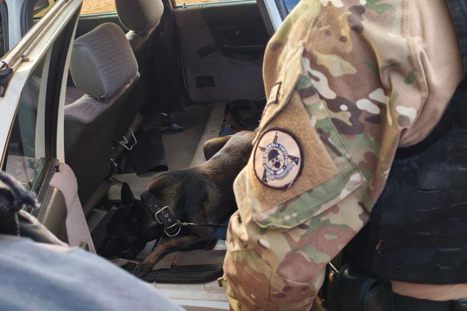 Cadela da Polícia Penal do Paraná encontra 81 kg de maconha em ação com a PRF