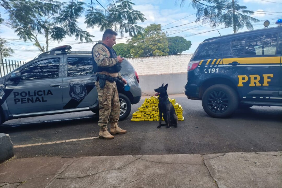 Cadela da Polícia Penal do Paraná encontra 81 kg de maconha em ação com a PRF