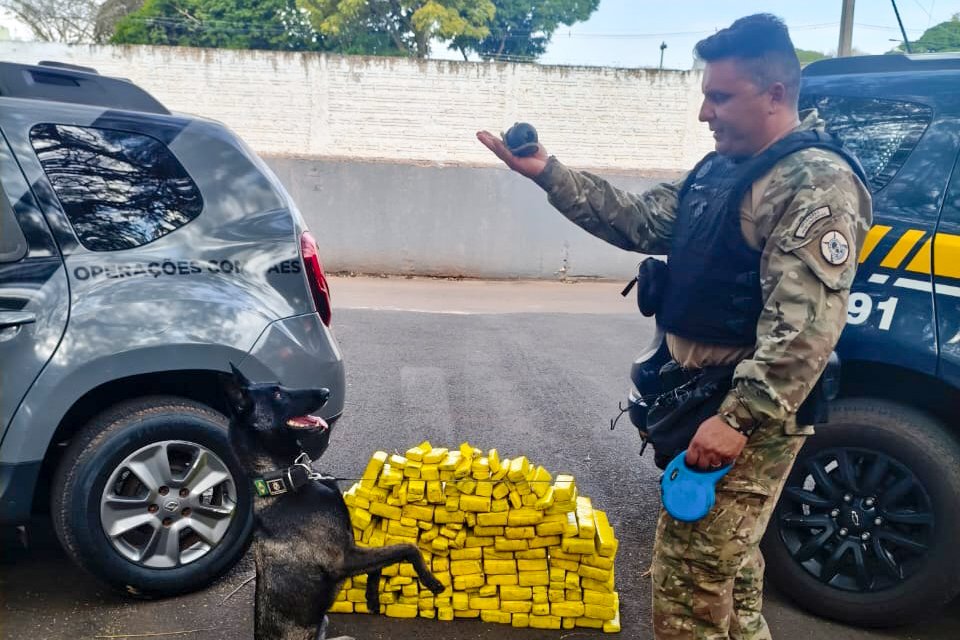 Cadela da Polícia Penal do Paraná encontra 81 kg de maconha em ação com a PRF