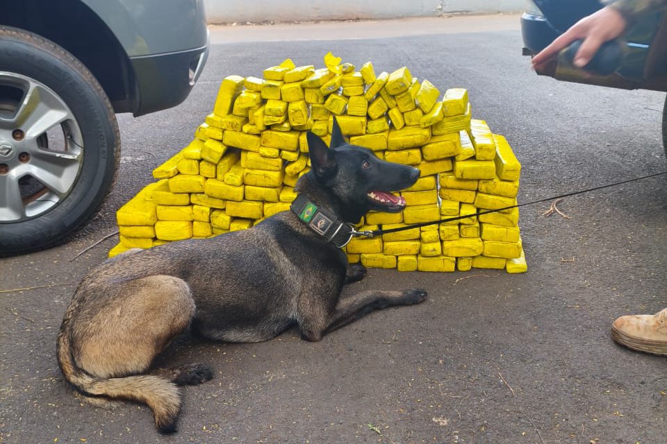 Cadela da Polícia Penal do Paraná encontra 81 kg de maconha em ação com a PRF